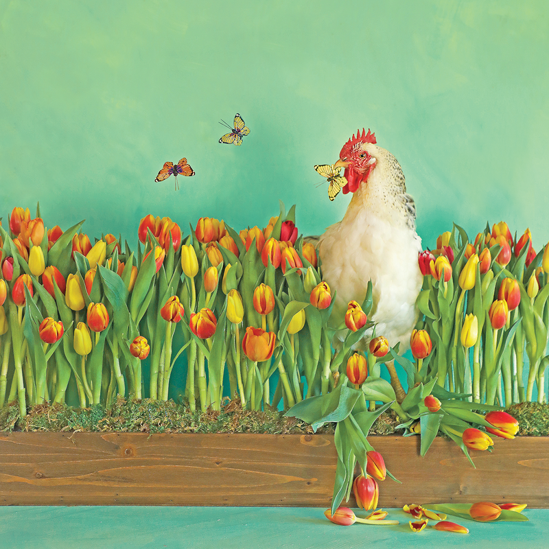 Rooster among tulips with a butterfly on a green background