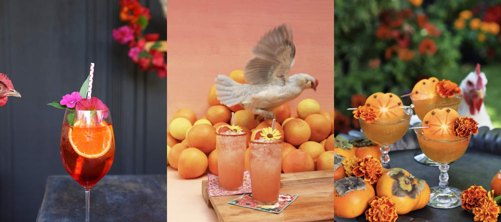 3 image collage of fancy cocktail recipes for backyard parties with pet chickens lurking in the background. Drinks garnished with oranges, flowers, and persimmons.